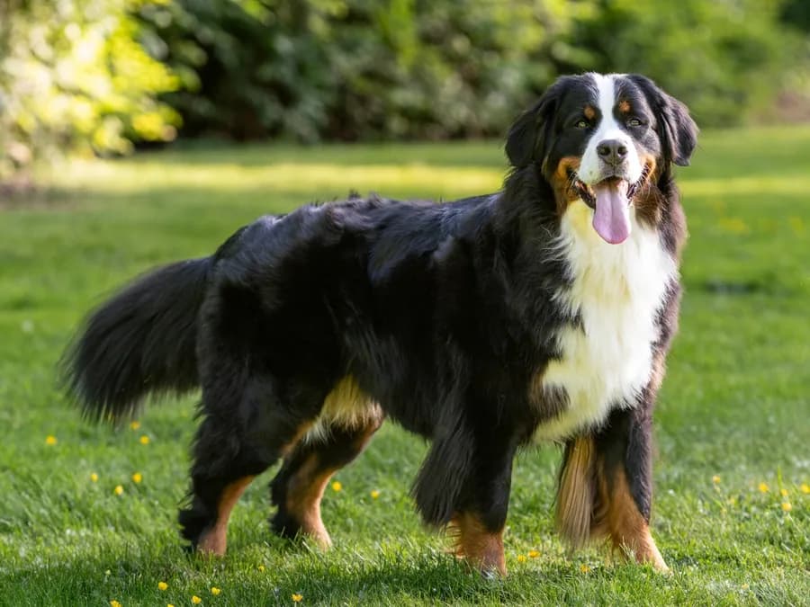 Bernese Mountain Dog standing in profile on grass in even daylight