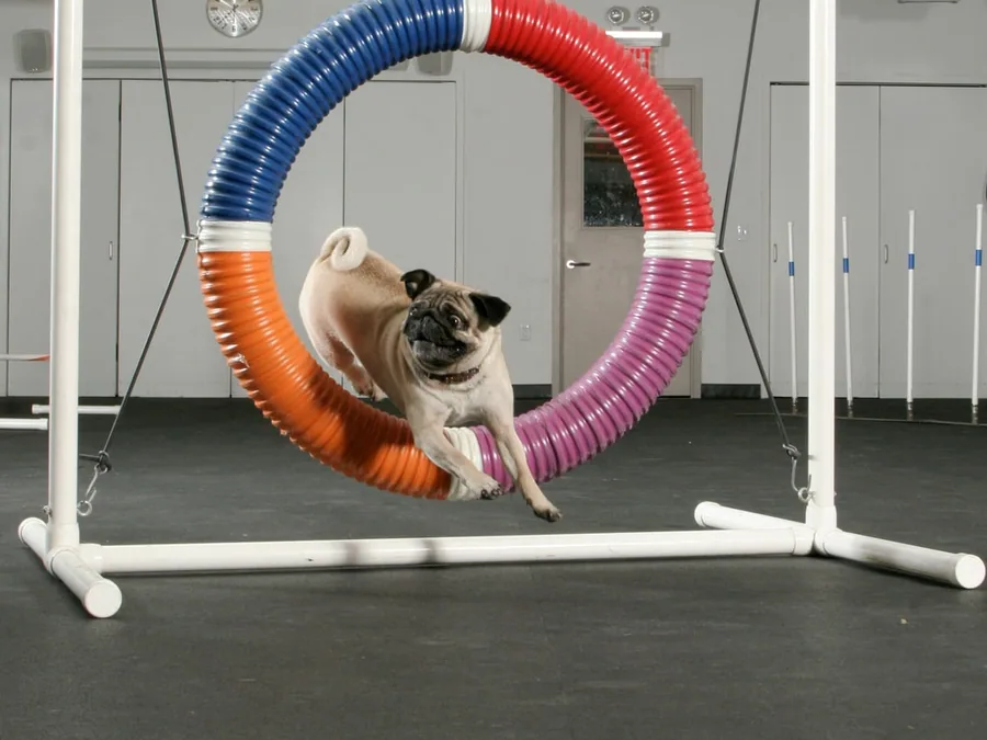 Pug moving through an agility hoop in a wide indoor action photo