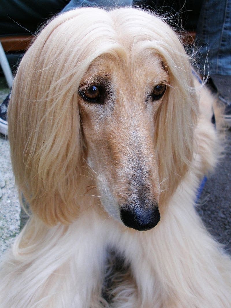 Close-up head portrait of a cream Afghan Hound with its long topknot and fine, flowing facial hair.
