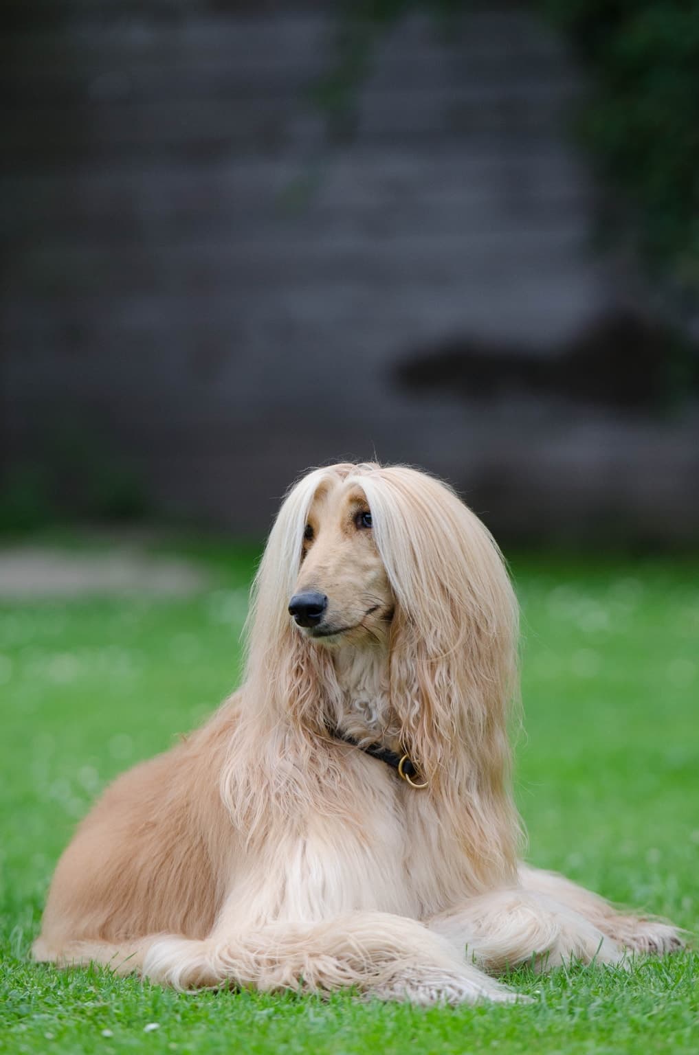 Afghan Hound lying on grass with its long coat visible