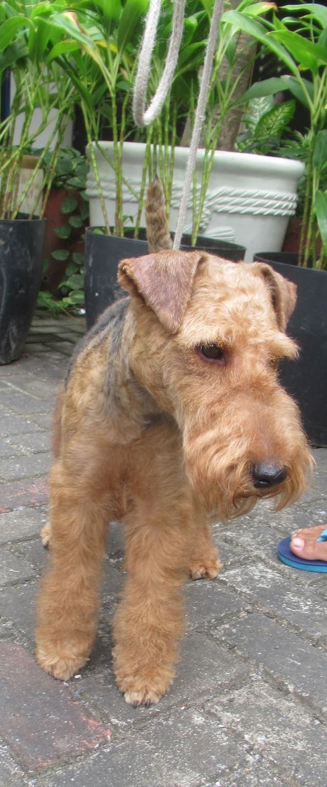 An Airedale Terrier stands in full profile on grass in front of a wooden fence, its wiry tan-and-black coat and alert upright ears clearly visible.