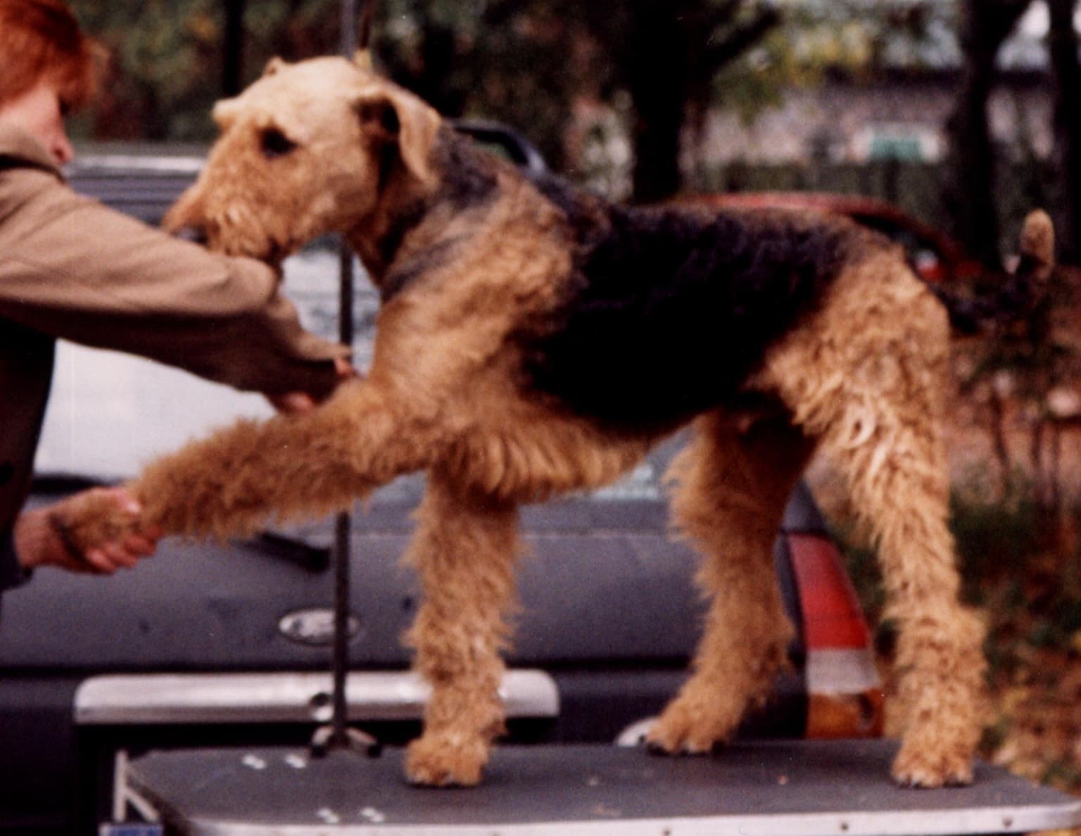 Adult Airedale Terrier standing in profile
