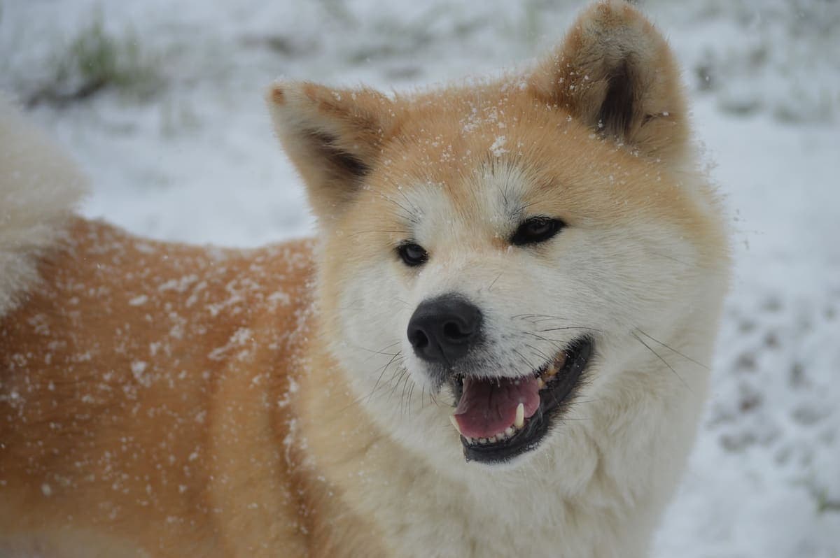 Close head-on portrait of a tan Akita with dark markings and pricked ears, standing in snow.