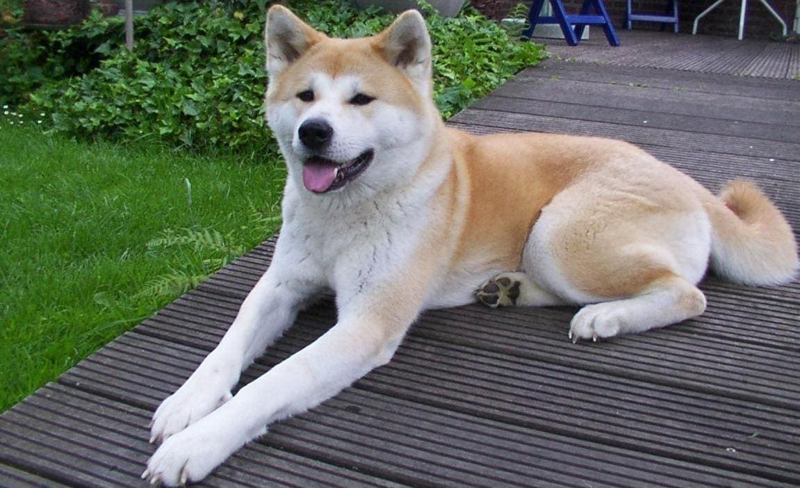 A cream and red Akita lies alert on a wooden deck, its whole body and dense double coat visible against a plain outdoor setting.