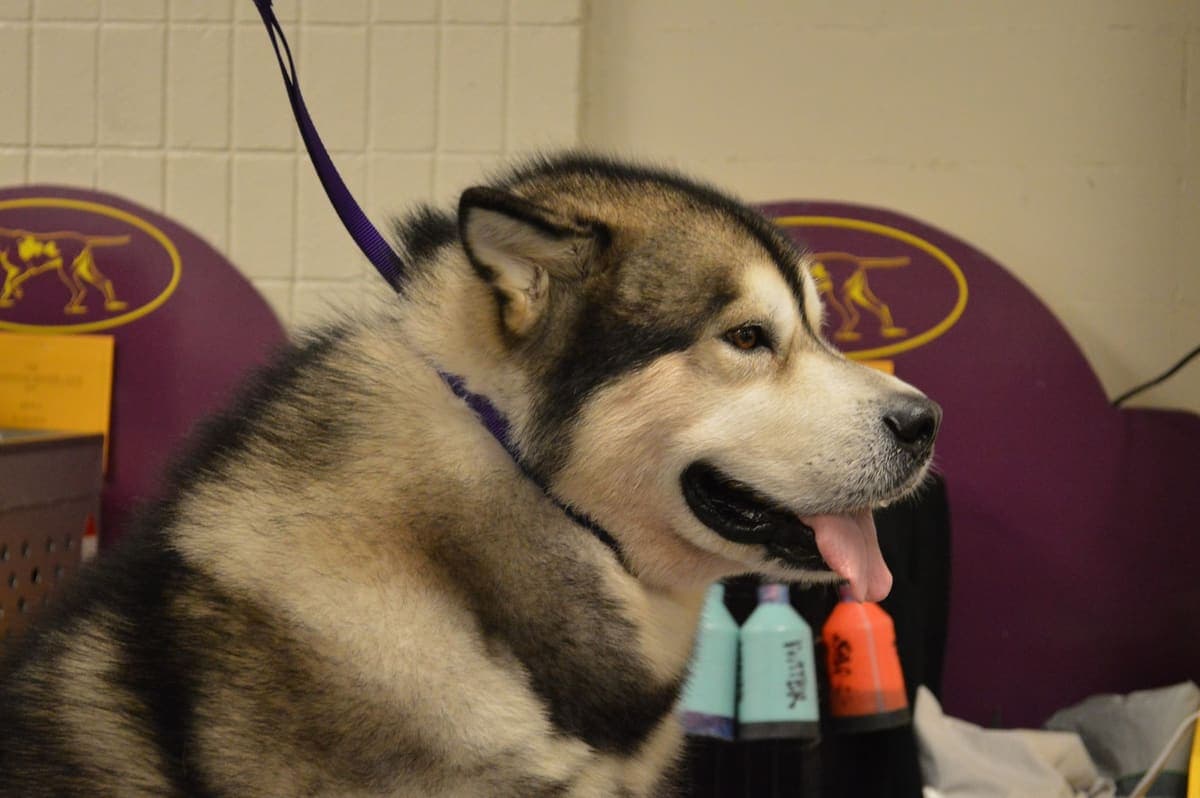 Close side profile of an Alaskan Malamute's face showing its grey facial mask, dark eyes, and thick neck ruff against a plain backdrop.