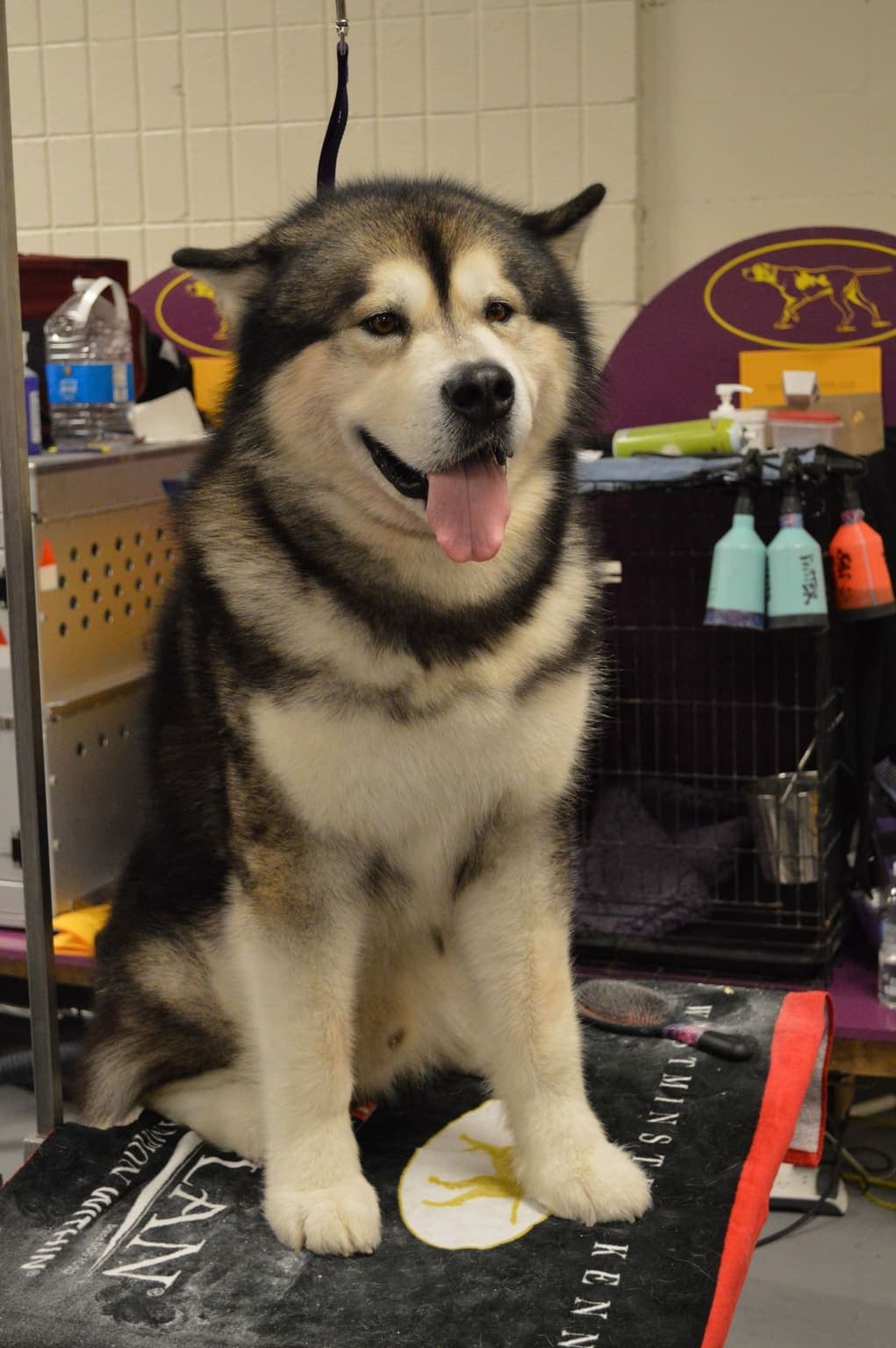 An Alaskan Malamute sits upright indoors with its thick grey-and-white double coat, ears erect and mouth open in a pant.