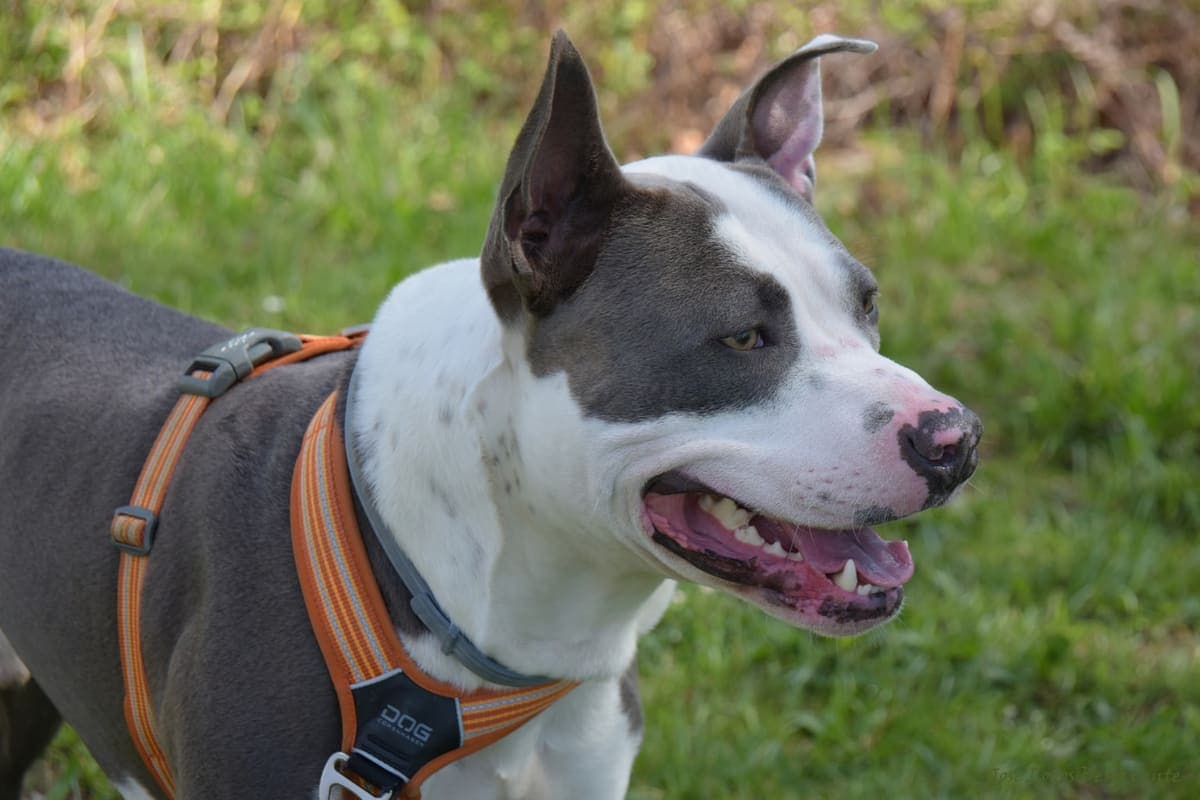 Close-up of a grey-and-white American Staffordshire Terrier's head and shoulders, mouth open and panting.