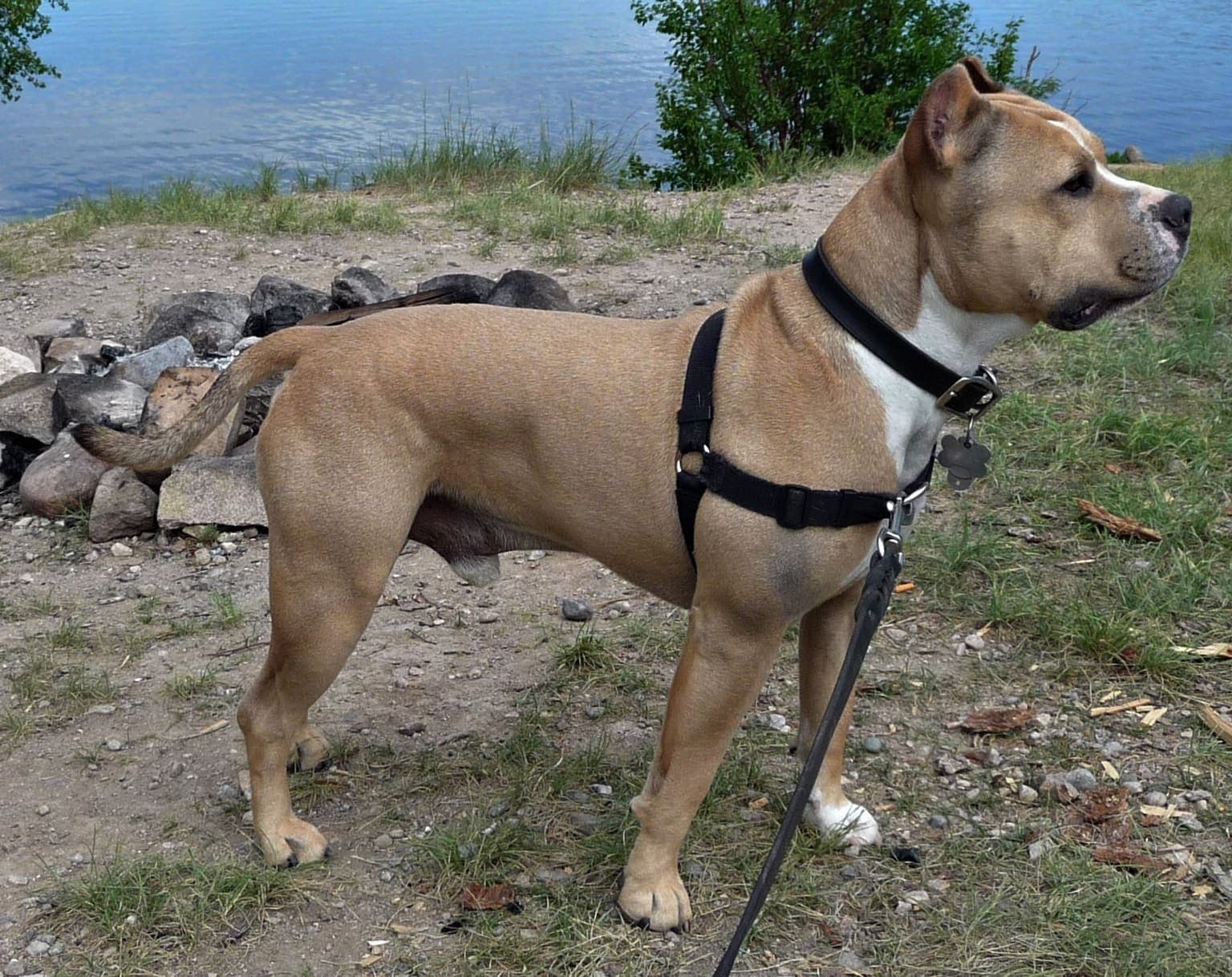 A brindle American Staffordshire Terrier stands in side profile on a lakeside path, its muscular build and short coat visible in daylight.