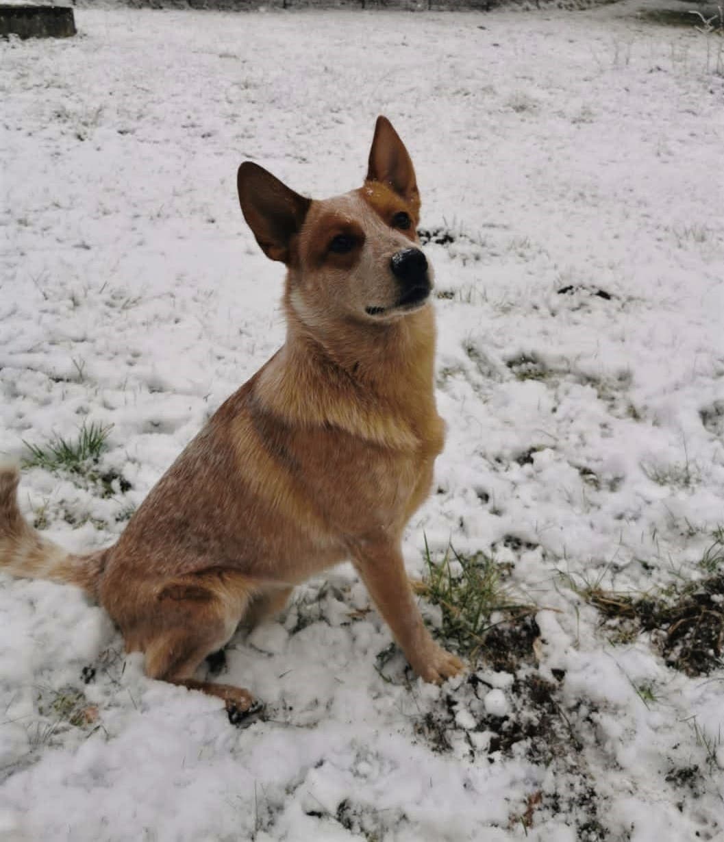 A red-speckled Australian Cattle Dog sits in the snow, showing a different coat color variant in a close front-facing portrait.