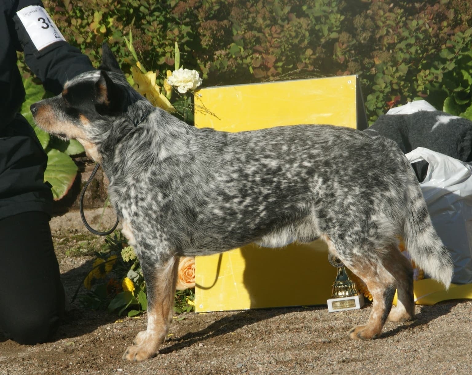 A blue-speckled Australian Cattle Dog stands alert on grass in a garden setting, its full muscular body and pricked ears visible in profile.