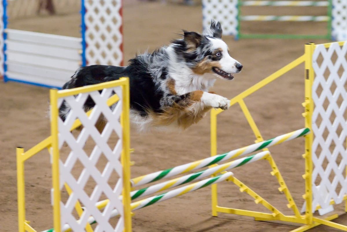A black tricolor Australian Shepherd leaps mid-air over an agility jump, showing its athletic build outdoors.