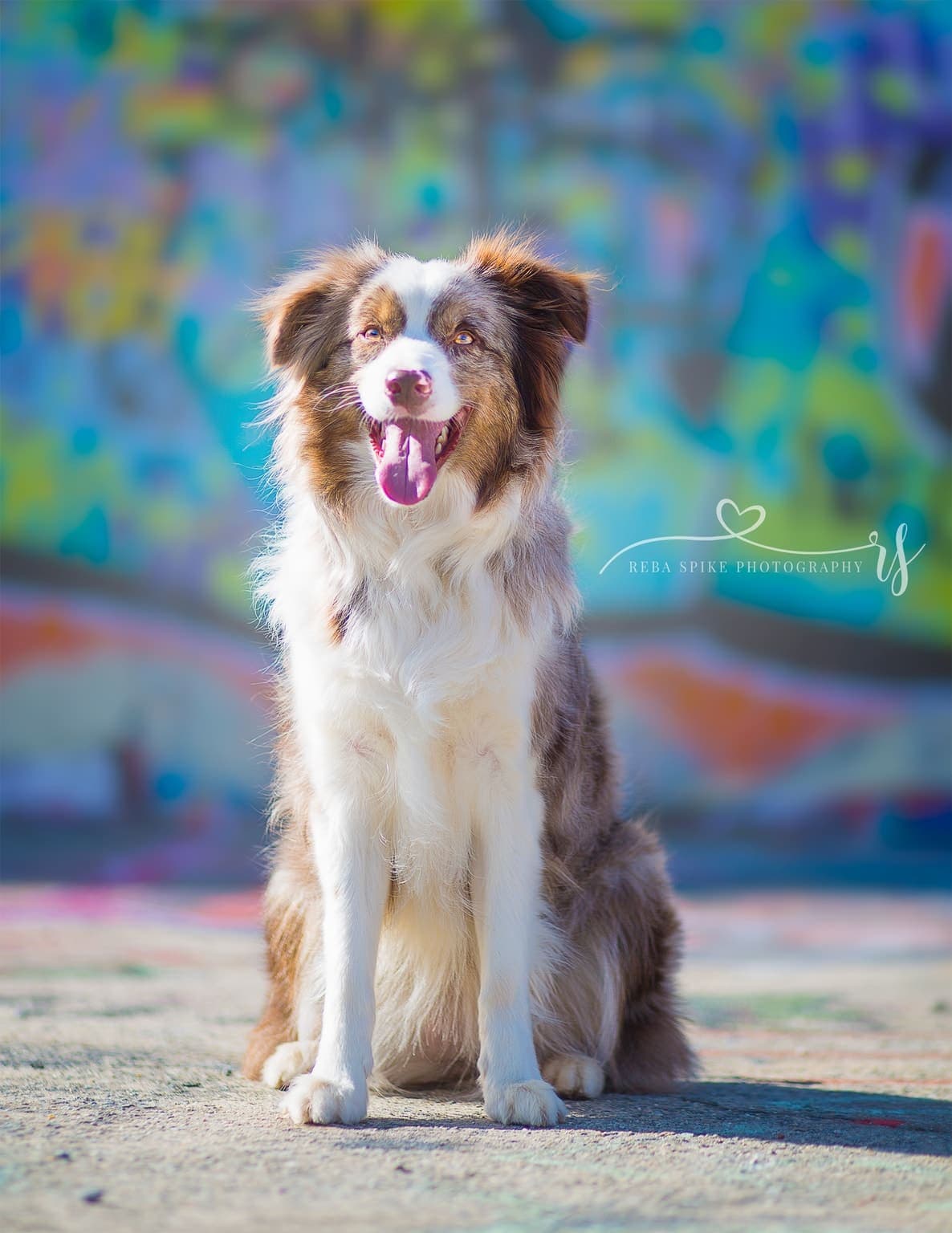 A blue merle tricolor Australian Shepherd sits alert with tongue out, full body visible against a softly blurred outdoor wall.
