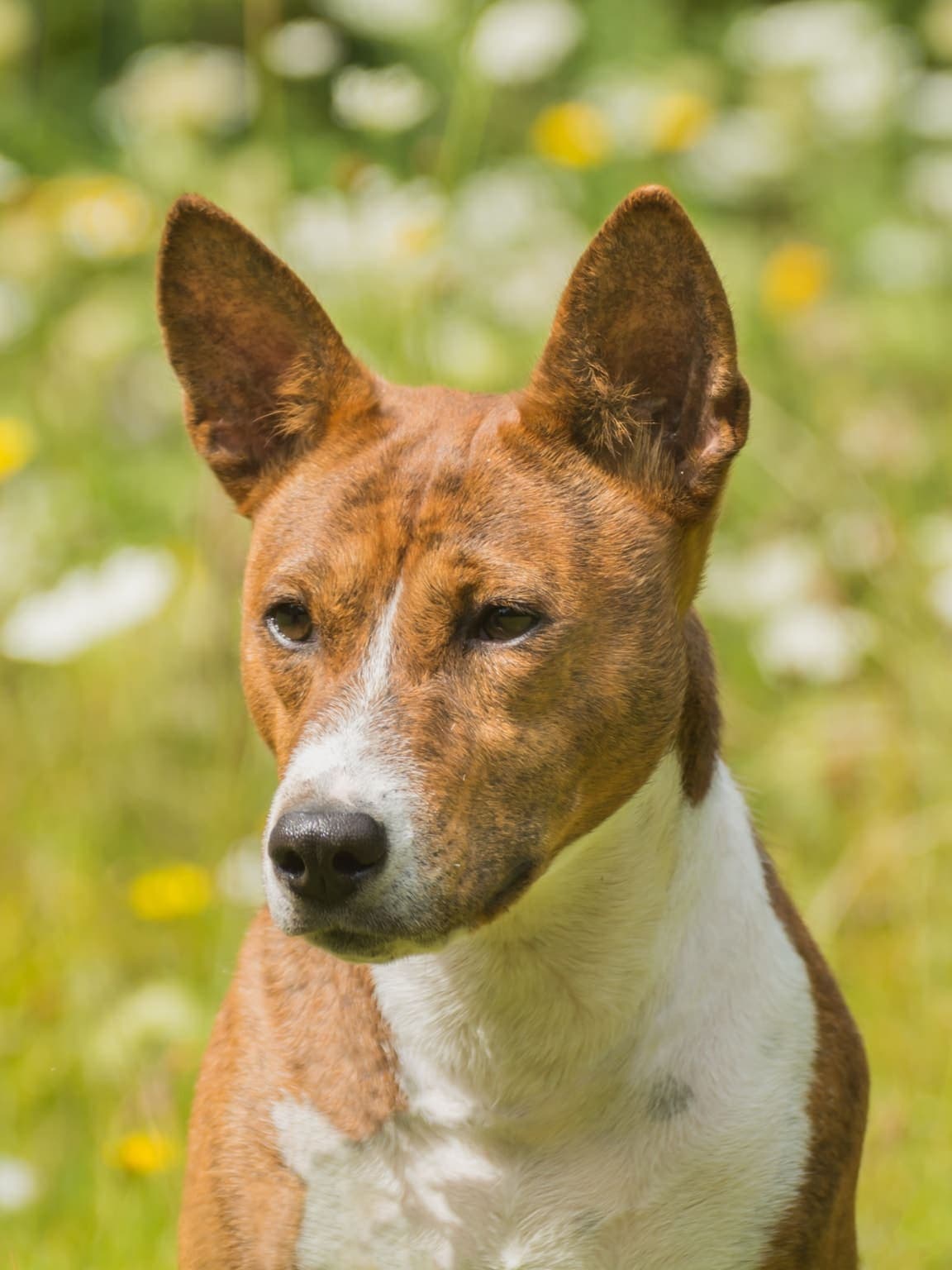 Close-up of a Basenji's face amid pink flowers, showing its short reddish coat, large upright ears, and dark almond eyes.