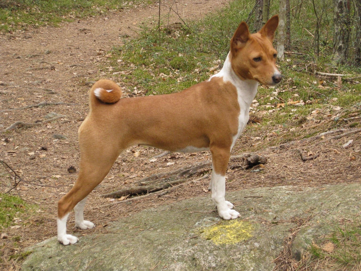 A red-and-white Basenji stands in profile on a wooded path, whole body visible with its short coat, curled tail, and alert wrinkled forehead.