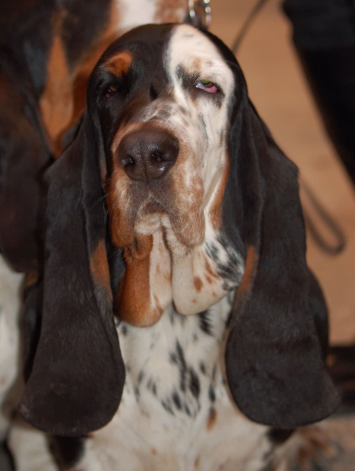 Close-up face portrait of a Basset Hound showing its droopy eyes, long pendulous ears, and wrinkled brow.