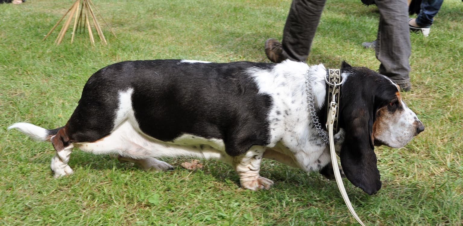 A tricolor Basset Hound walks across a grassy lawn, its long body, short legs, and drooping ears visible in profile.