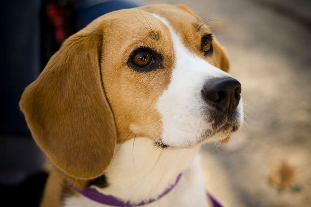 Close-up head portrait of a Beagle looking off-camera, with soft bokeh in the background highlighting its long ears and gentle expression.