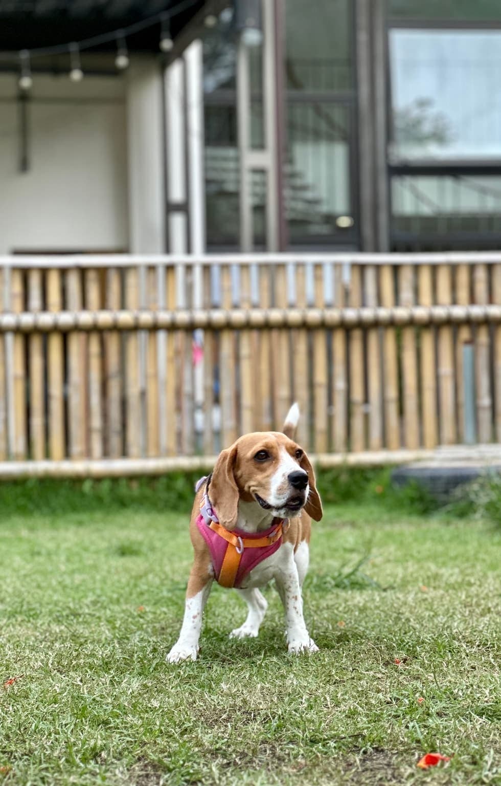 A tricolor Beagle stands on grass in a park, its whole body visible in a relaxed outdoor pose.