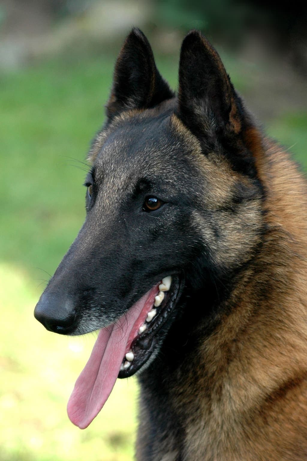 Close-up portrait of a Belgian Malinois's tan and black face and upright ears, sharply focused.