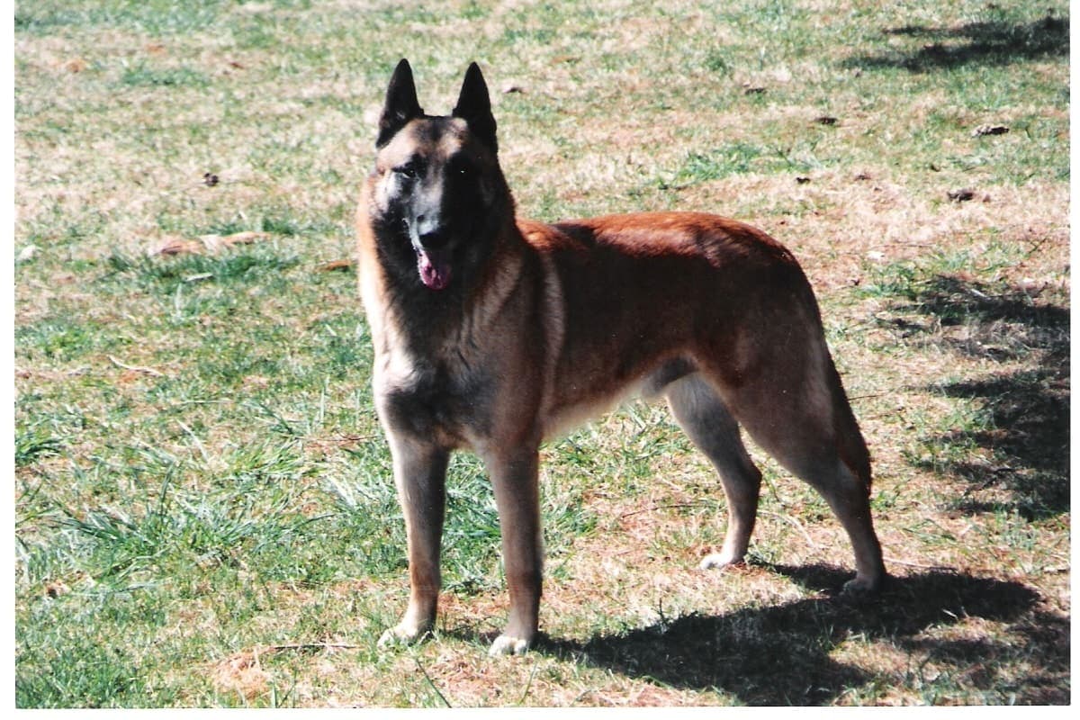 A fawn Belgian Malinois with black mask stands alert in profile on grass, whole body visible in natural light.