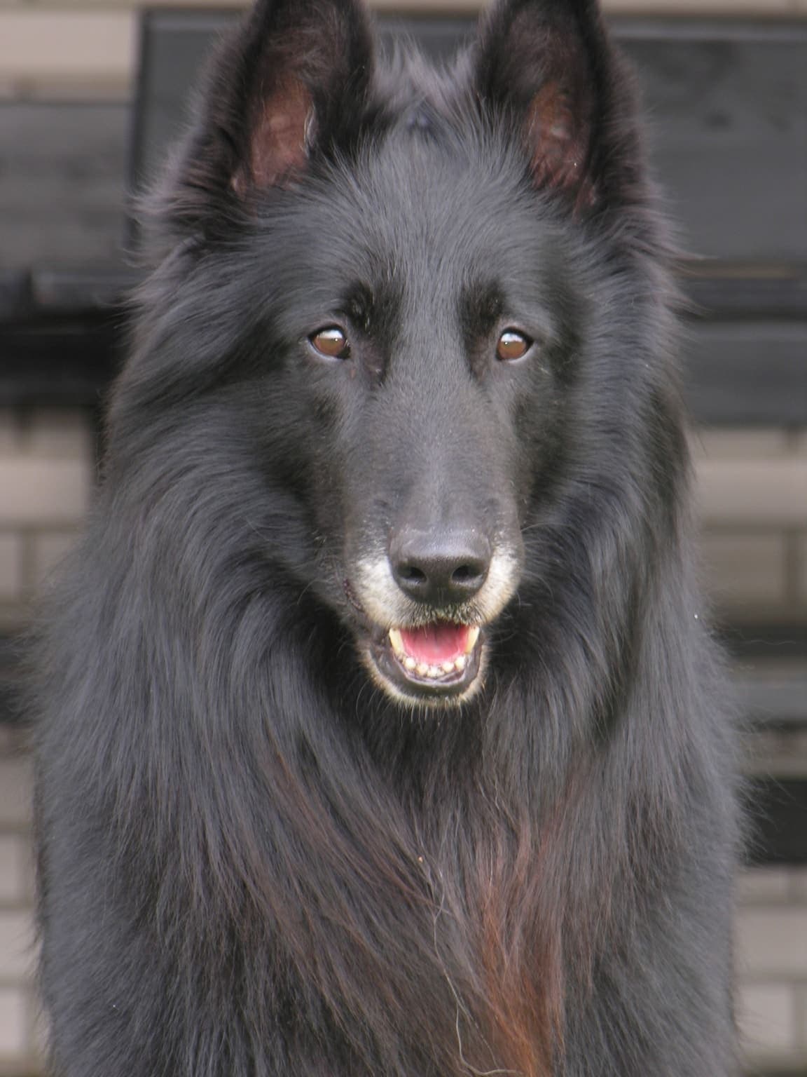 Close head-on portrait of a black Belgian Sheepdog against a softly blurred background, showing its pointed ears and long guard hairs.