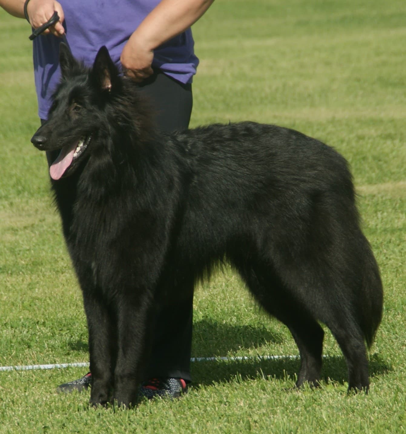 Black Belgian Sheepdog standing outdoors