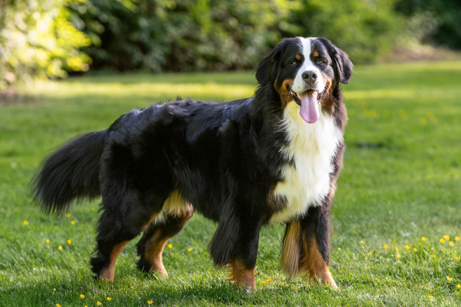 Bernese Mountain Dog standing in profile on grass