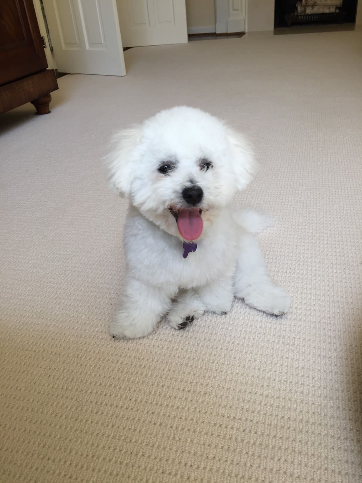 A Bichon Frise sits facing forward on an indoor floor with its tongue out, offering a different angle and more candid expression.