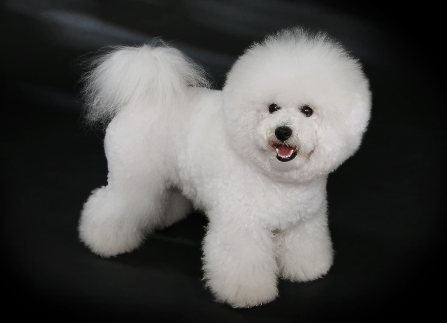 A white Bichon Frise stands in full profile against a plain dark backdrop, showing its powder-puff coat and compact rounded body.