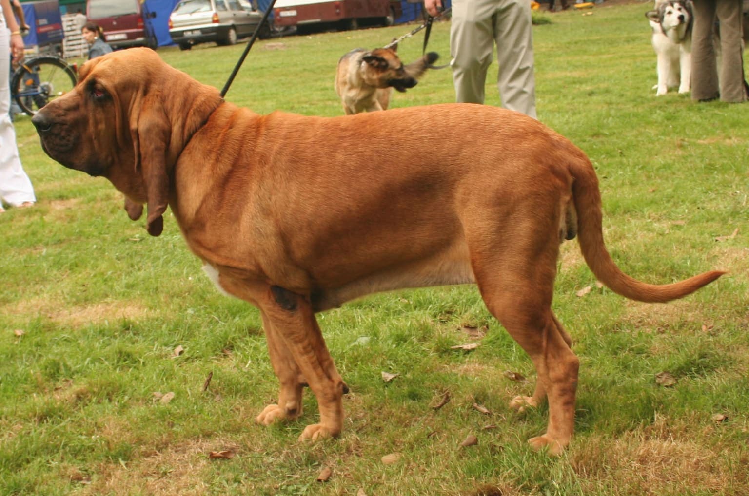 A tan and black Bloodhound stands in profile outdoors, its loose wrinkled skin and long ears clearly visible.