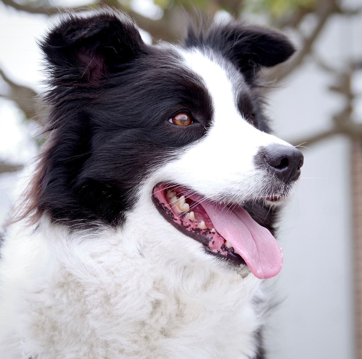 Close-up of a Border Collie's face mid-pant, showing its black-and-white markings and attentive brown eyes.