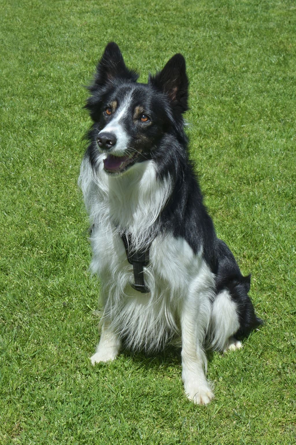 A black-and-white Border Collie sits facing the camera on grass, ears perked and front paws forward, wearing a harness.
