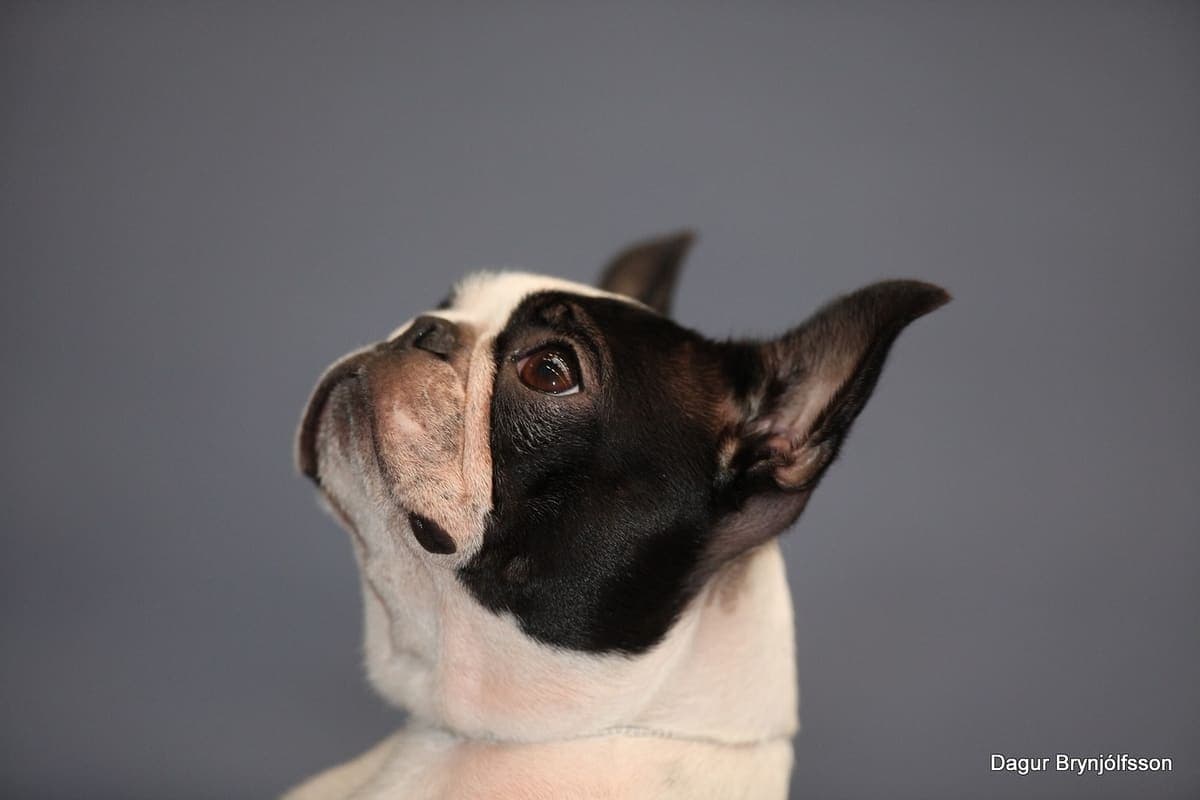 Close-up head portrait of a Boston Terrier against a plain grey studio background, showing its large dark eyes and short muzzle.