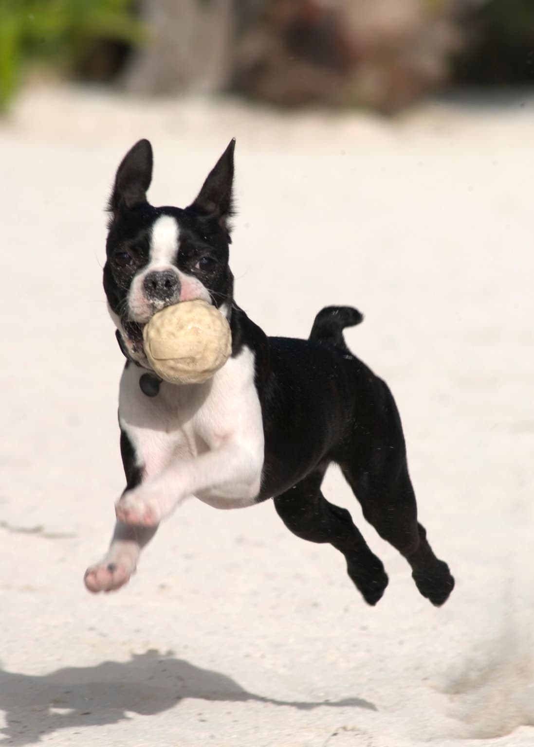 A black-and-white Boston Terrier runs across a sandy beach with a ball in its mouth, whole body airborne mid-stride.