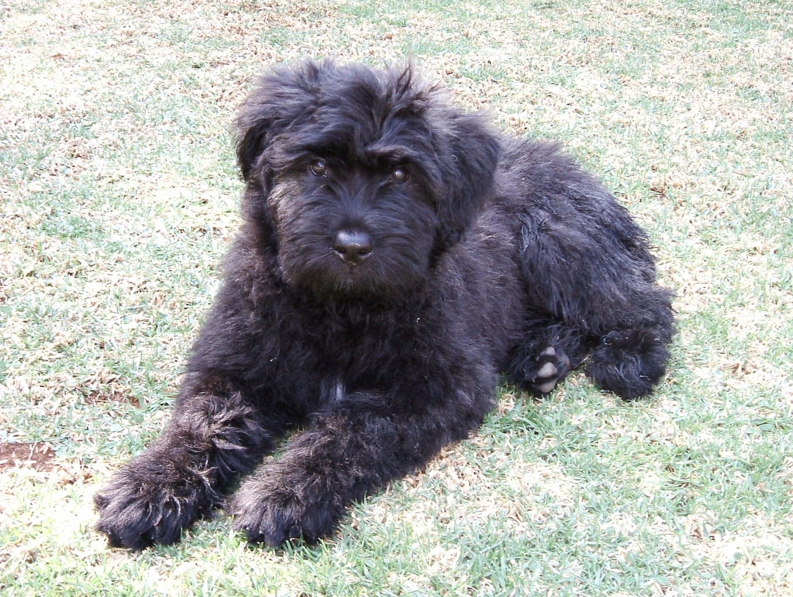 Young Bouvier des Flandres lying on grass outdoors