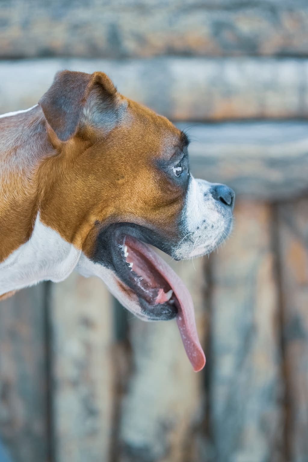Close-up side profile of a Boxer's head against a plain background, showing its characteristic undershot jaw and dark eyes.