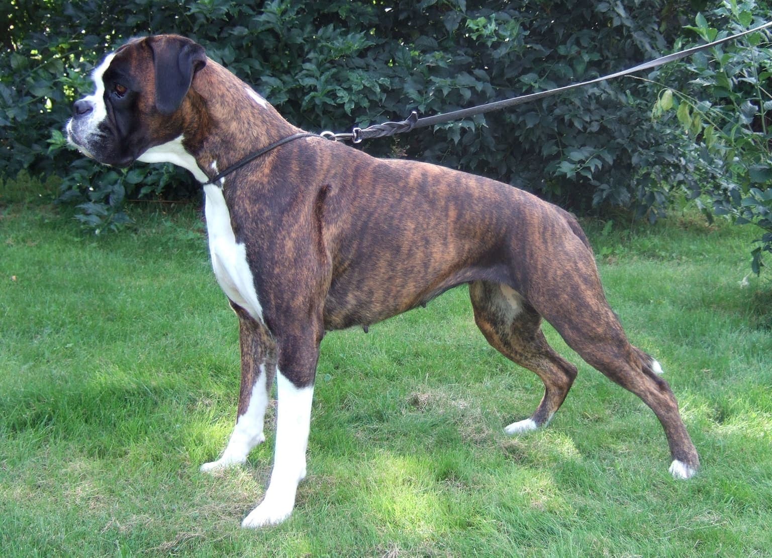 A brindle-and-white Boxer stands squarely on grass outdoors, its full body and alert stance clearly shown.