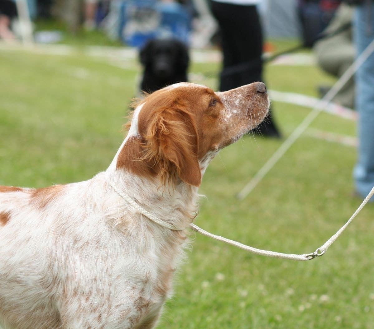 Close head profile of an orange and white Brittany looking upward on a leash in grass.
