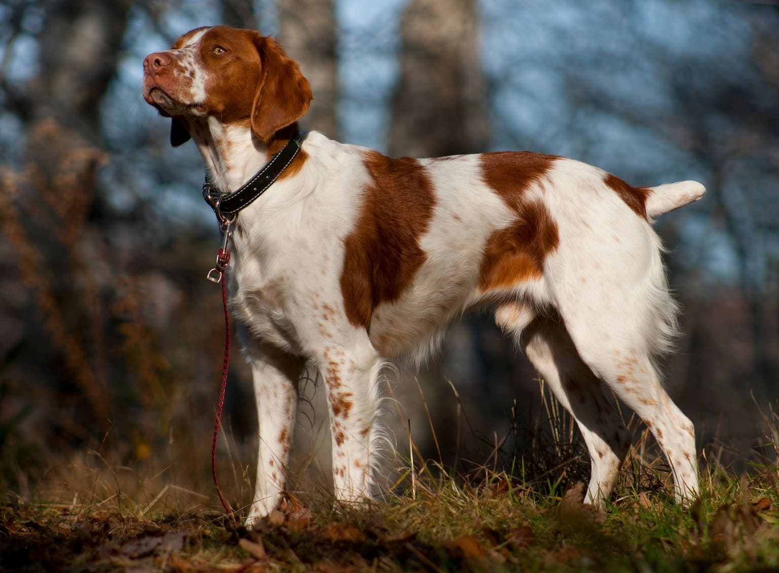 An orange and white Brittany stands in a classic pointing stance on grass, whole body visible in a wooded outdoor setting.