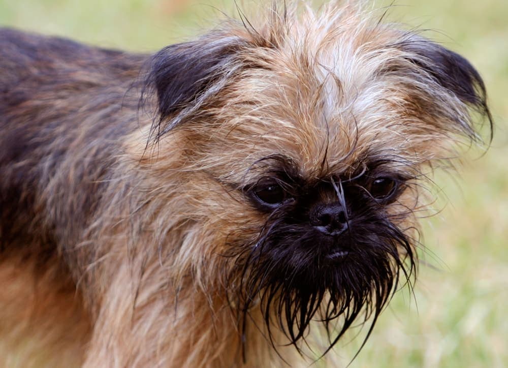 Close-up of a Brussels Griffon's face outdoors on grass, showing its black-and-red beard, large dark eyes, and prominent chin.