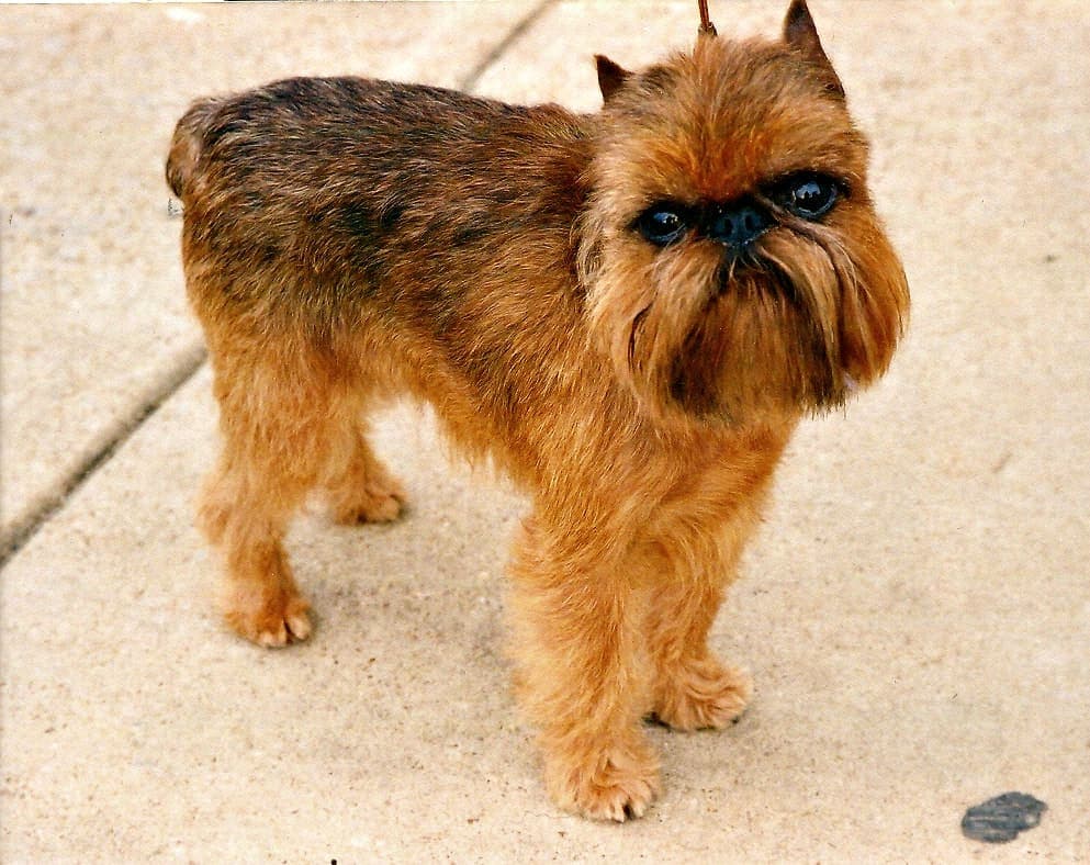 A red rough-coated Brussels Griffon stands on plain pavement, whole body visible with its wiry coat and characteristic pushed-in face.