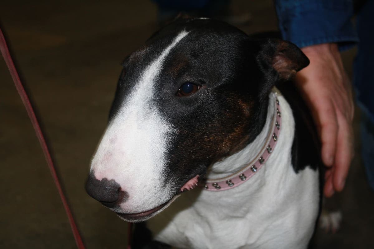 Close-up of a white Bull Terrier's head and neck, showing its characteristic downward-sloping egg-shaped skull and small dark eyes.