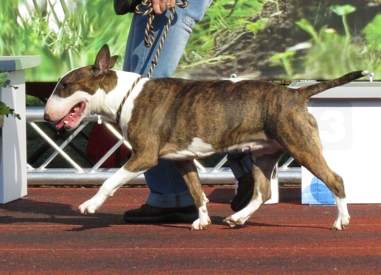 A white Bull Terrier walks across an indoor show floor on a leash, its distinctive egg-shaped head and profile visible from the side.