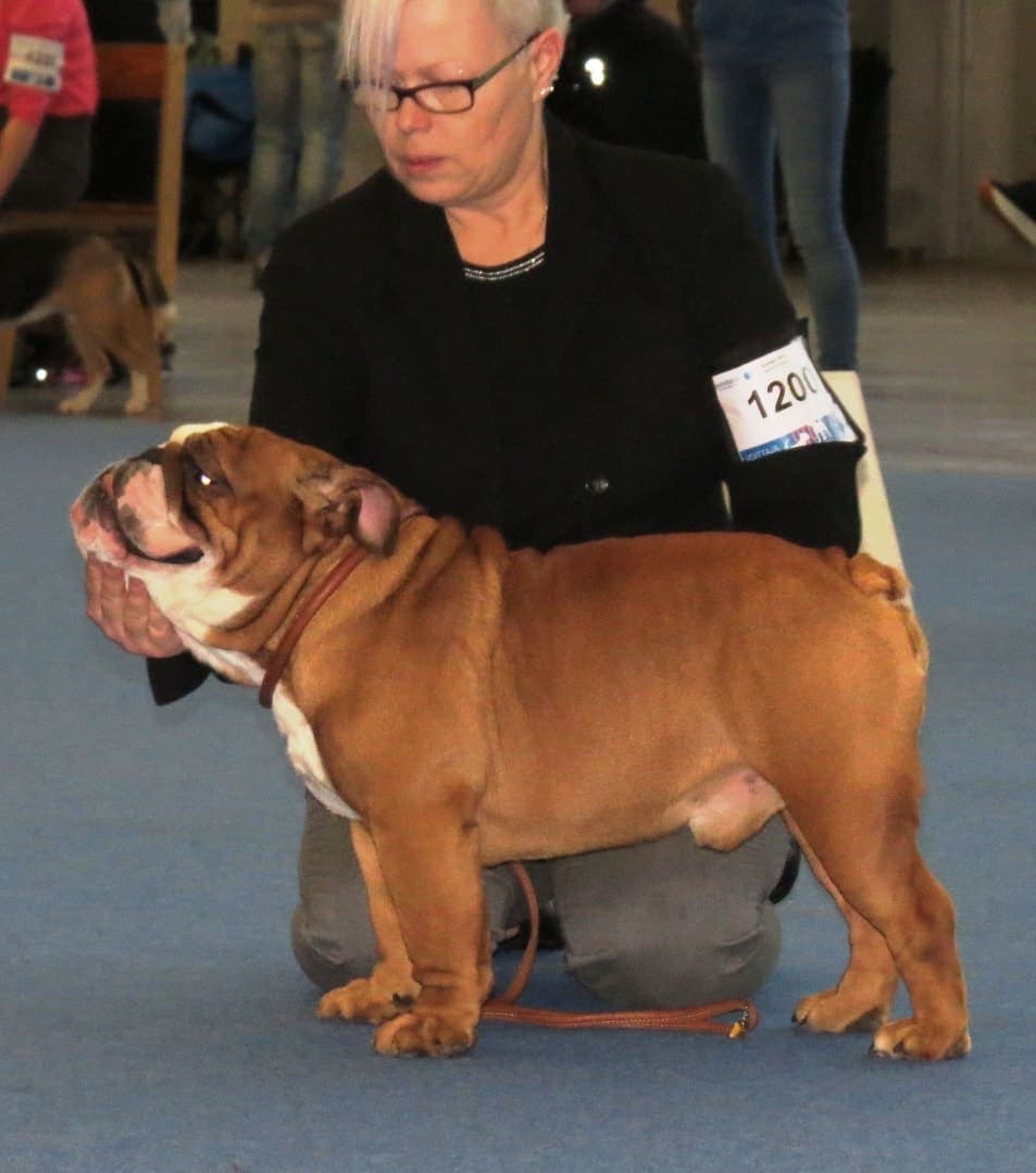 A Bulldog stands at a three-quarter angle against a plain light background, highlighting its wrinkled face and stocky build.