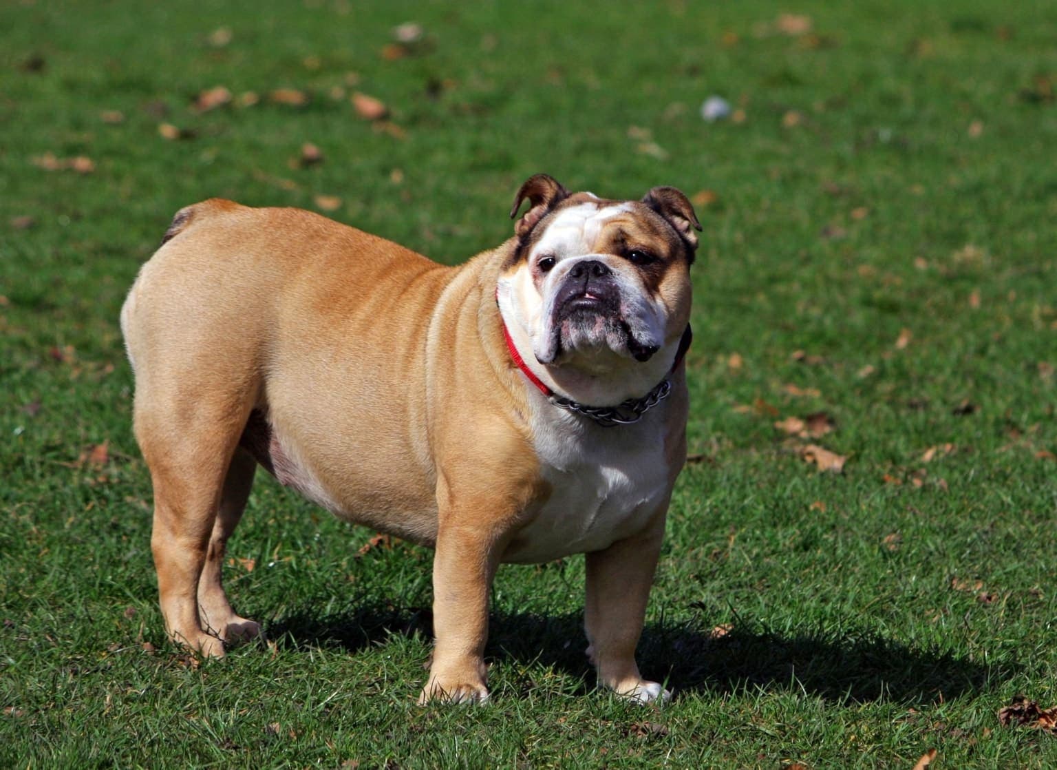 A tan-and-white Bulldog stands on grass outdoors, its whole low, broad-bodied frame visible in a natural setting.