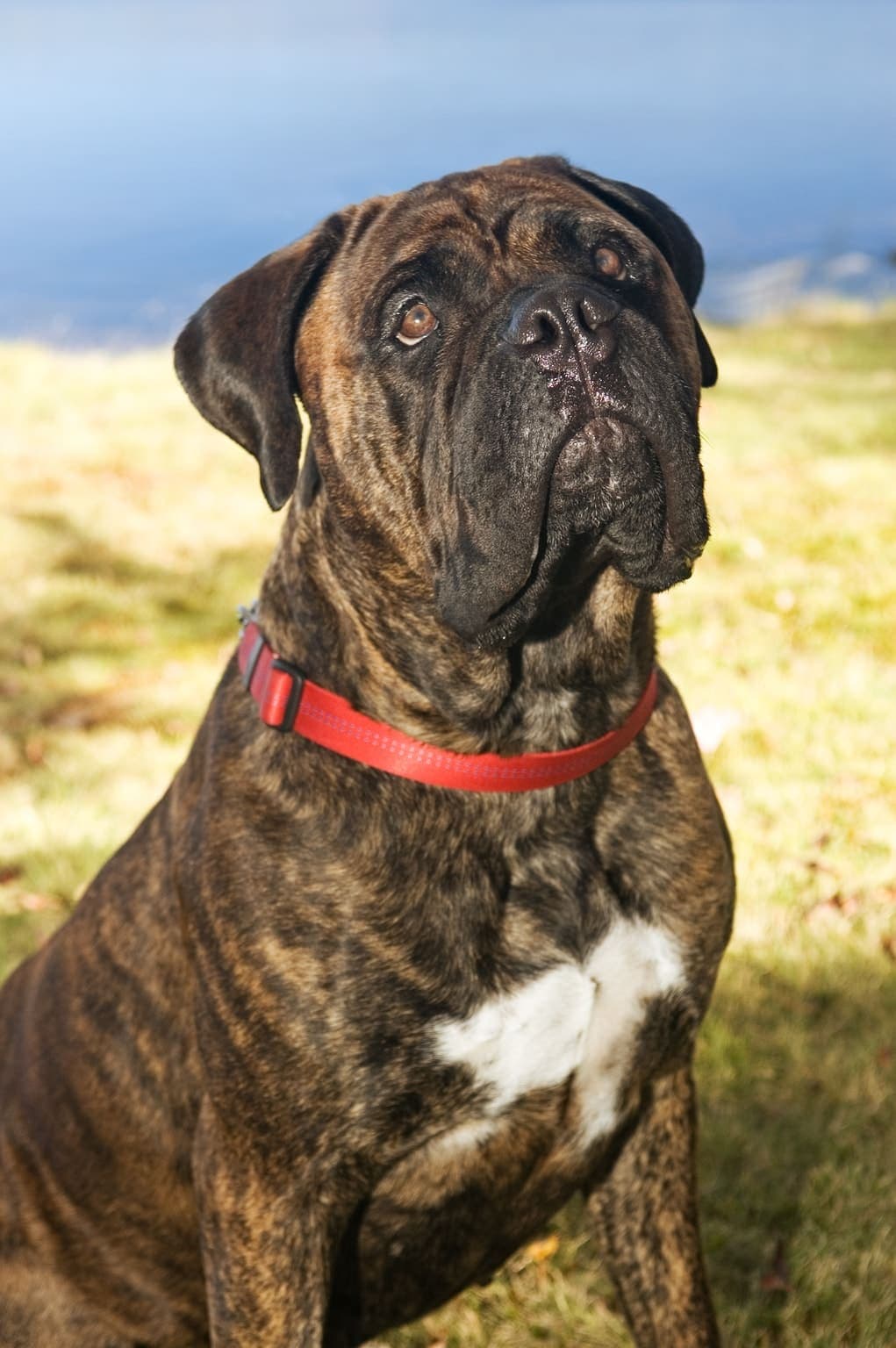 A brindle Bullmastiff's head and chest in close-up outdoors, wearing a red collar with a lake in the background.