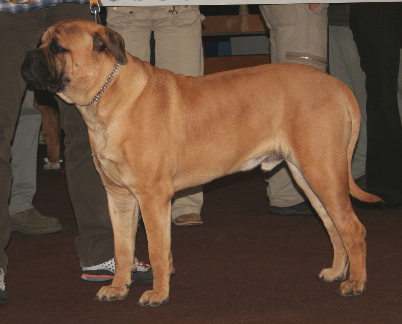 A fawn Bullmastiff stands in profile showing its full muscular body and dark mask, on an indoor show floor.