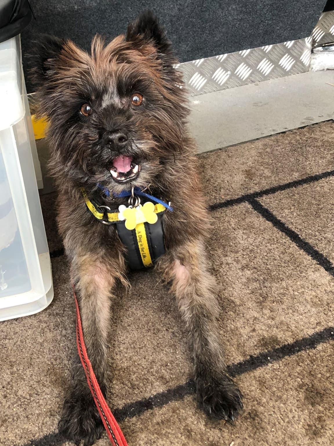 A Cairn Terrier faces the camera indoors with mouth open, shaggy tan coat visible from a low front angle.