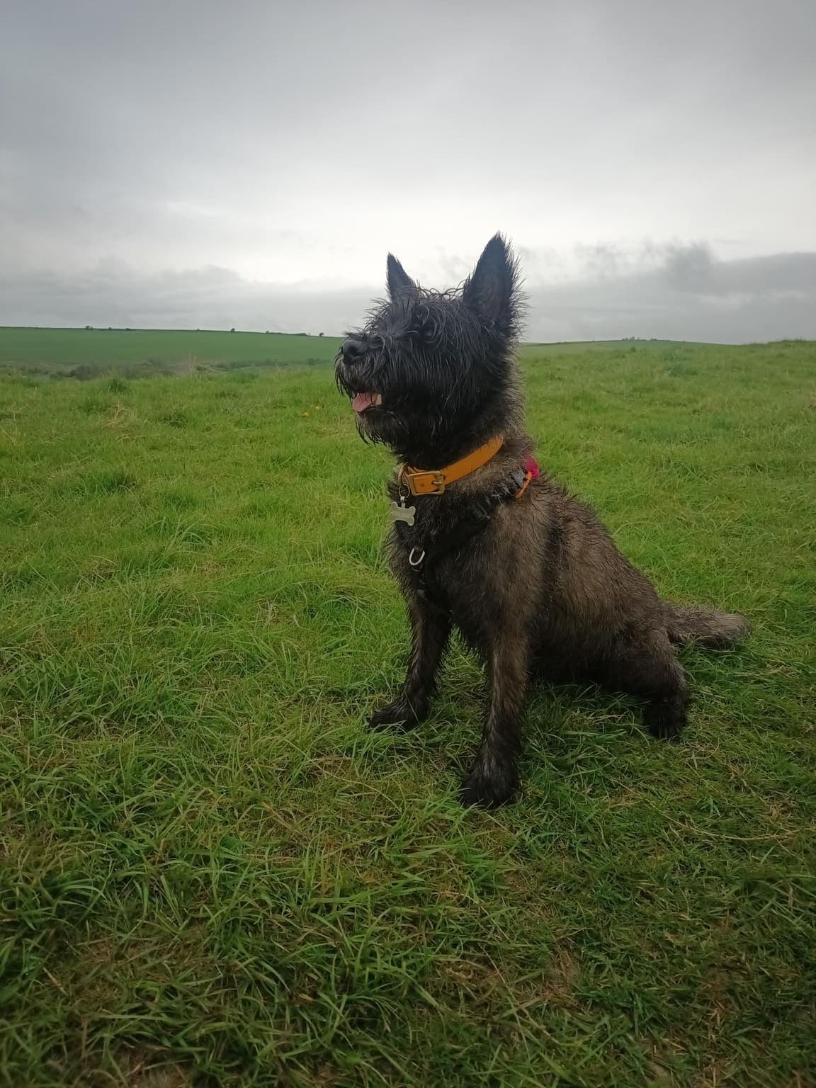 A brindle Cairn Terrier sits on a grassy field with sky behind it, whole shaggy-coated body visible and ears alert.