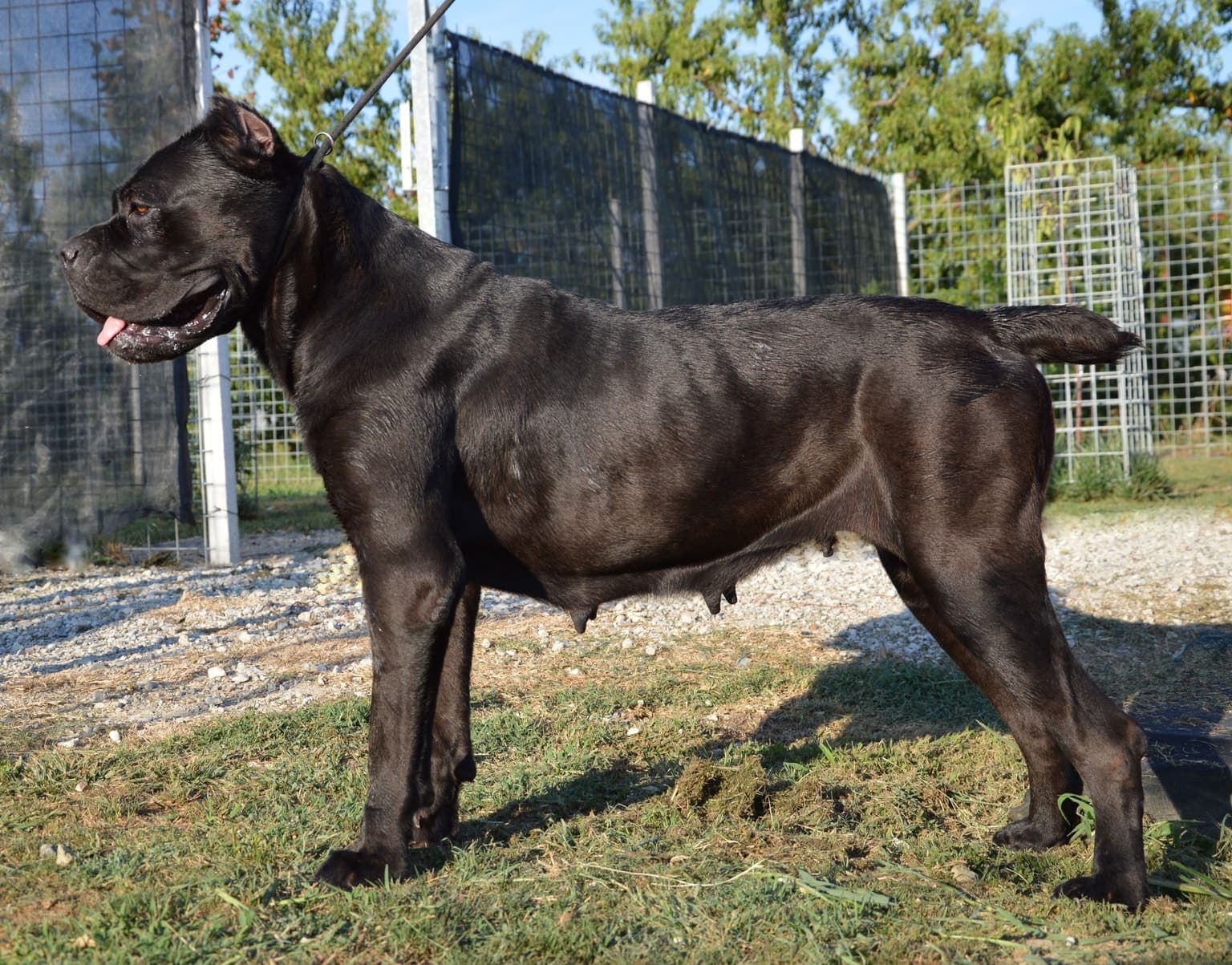 A black Cane Corso stands in full side profile on a leash in a garden setting, its muscular build and short coat clearly visible.